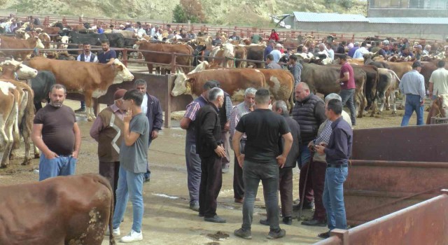 Nevşehirde kurbanlıklar görücüye çıktı