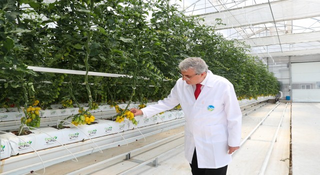 O merkezde yılda 1250 ton domates üretimi hedefleniyor