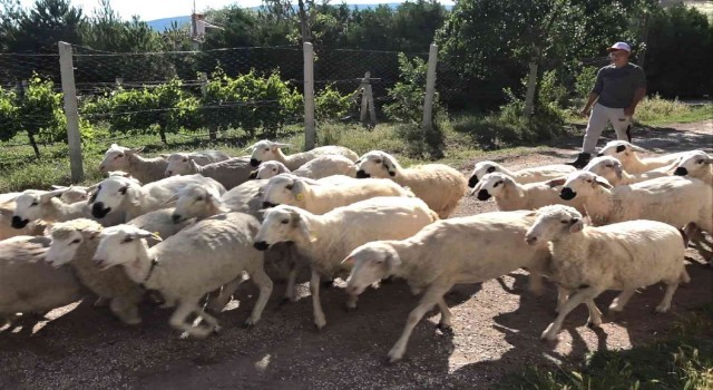 Öğrencilerin beslediği küçükbaş kurbanlıklar görücüye çıktı