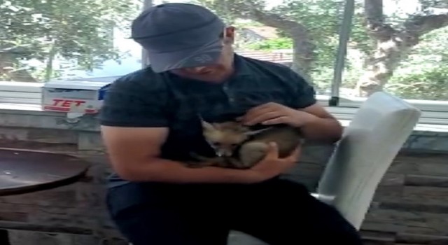 Öksüz ve yetim tilkileri kucağında büyüttü