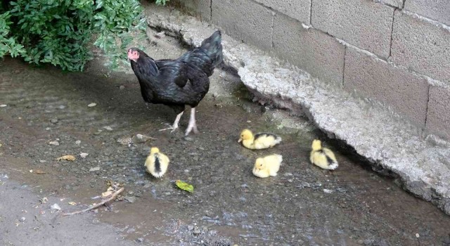 Ördek yavrularına annelik yapan tavuk