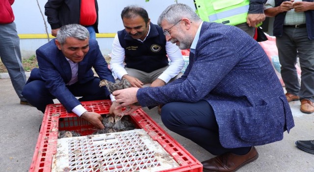 Orduda çiftçilere hindi palazı dağıtıldı