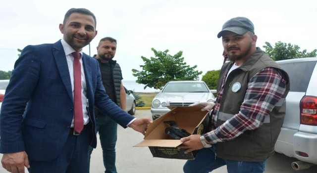 Orduda kargalar sürü halinde vatandaşları kovaladı