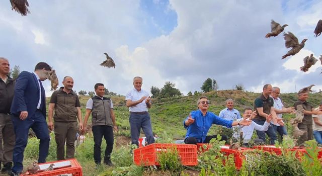Osmaniye'de Bin keklik, yanan ormanlık alanda doğaya salındı