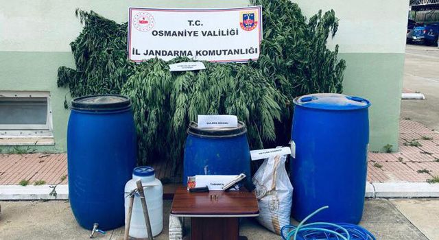 Osmaniye'de Ormanlık alana kenevir bitkisi ekenler yakalandı