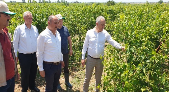 Öztürk, Salihlide doludan etkilenen tarım arazilerini inceledi