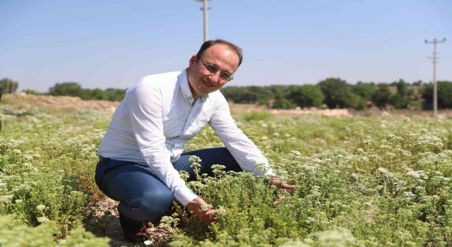 Pamukkale Belediyesi kekik ve lavanta festivali düzenliyor