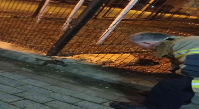 Parkın koruma tellerine sıkışan köpeği itfaiye kurtardı