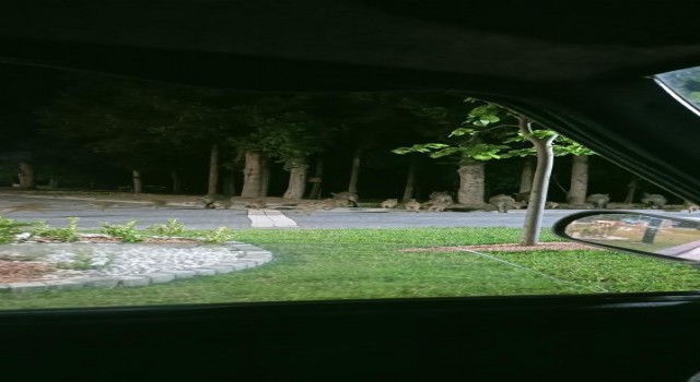 Piknik alanını basan domuzlar üredi