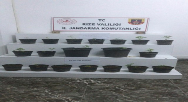 Rizede yapılan uyuşturucu operasyonlarında 3 kişi gözaltına alındı