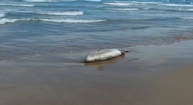 Sahile ölü yunus balığı vurdu