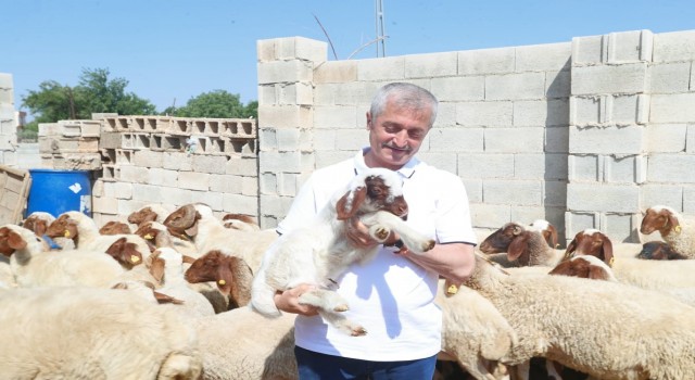 Şahinbeyde hayvancılık gelişiyor