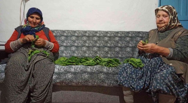 Salamura için yapraklar demetlenmeye başlandı
