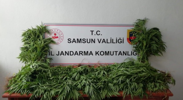 Samsunda jandarma tarafından kubar esrar ve tarlada ekili kenevir ele geçirildi