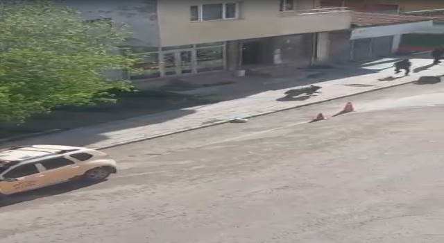 Sarıkamışta merkeze inan boz ayı panik yaşattı