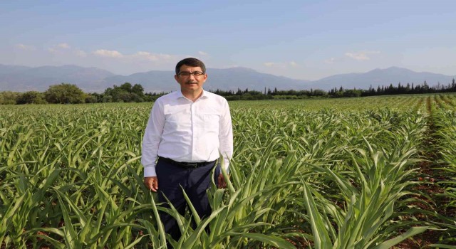 Şehzadeler Belediyesi tarımsal desteklemelerine yenilerini ekliyor
