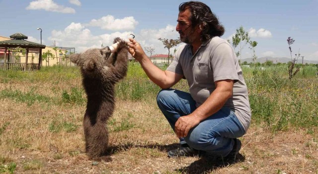 Sevimli ayı ‘Haçuvan ile ayrılık zamanı