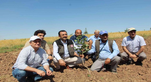 Siirt fıstığında yüzde 50 verim artışı