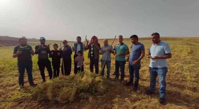 Siirtte ilk hasat dualarla yapıldı, çiftçi bu yıl umduğunu buldu
