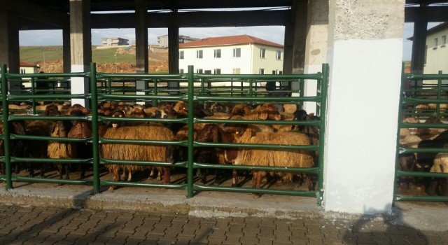 Siirtte kurban satış ve kesim yerleri belirlendi