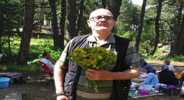 Simav Gölcük Yaylasında piknikçilerin gözdesi Sarı kantaron otu
