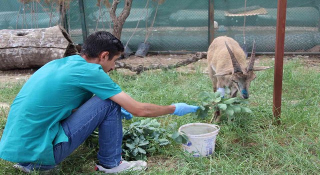 Şırnakta askeri birlikler yaralı dağ keçisini buldu, ekipler tedavi altına aldı