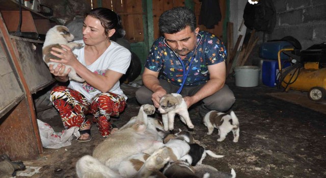 Sokak köpeği ile yavrularına sahip çıktı
