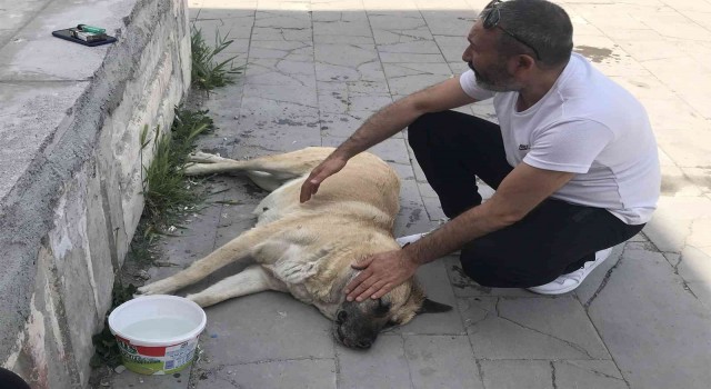 Sokak köpeği Kocakız için vatandaşlar seferber oldu