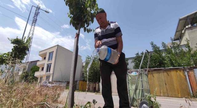 Sokak sokak gezip her yere meyve fidanı dikiyor