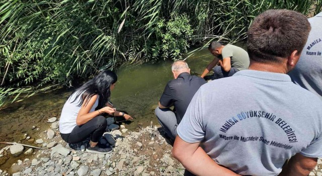Soma ve Kırkağaçta haşereyle mücadele sürüyor