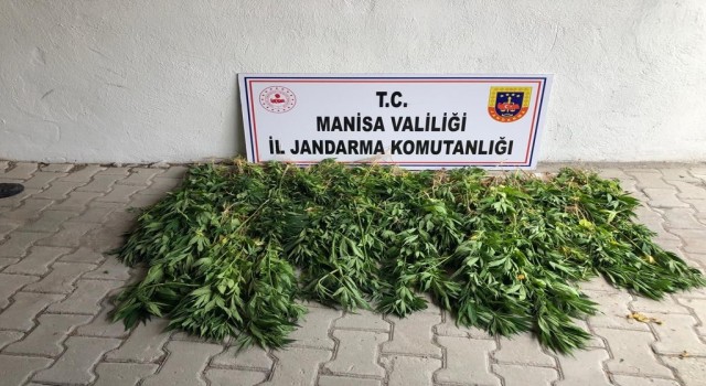 Somada dere yatağına ekilen kenevirler imha edildi