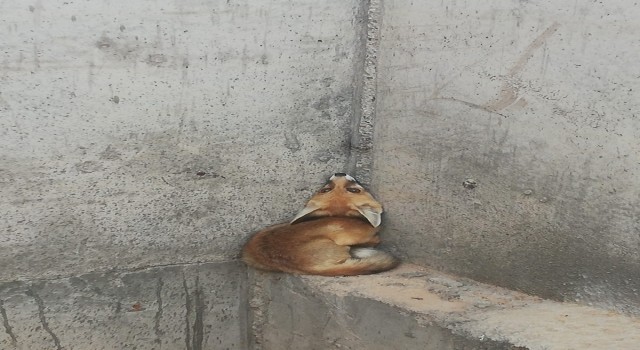 Su kanalının tahliye bölgesine düşen yavru tilki, vatandaşlar tarafından kurtarıldı