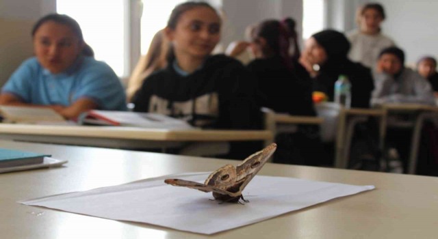 Sultanbeylide okulda görülen 17 santimlik dev kelebek görenleri şaşırttı