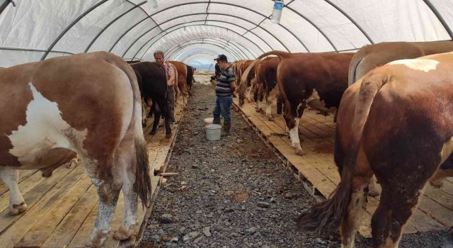 Sultangazide kurban pazarı kuruldu