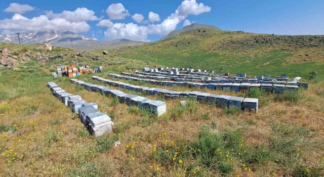 Süphan Dağının eteklerinde organik bal üretimi