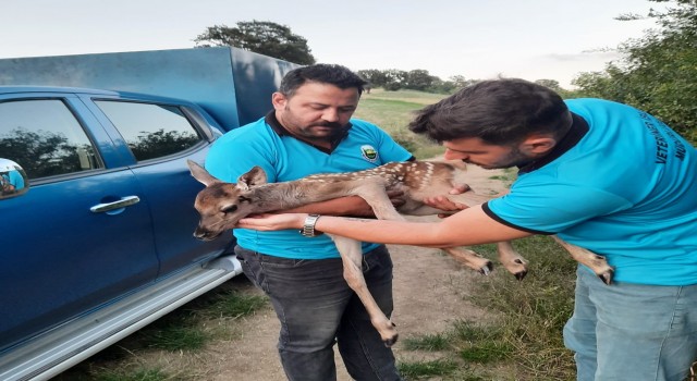 Tarlada bulunan yaralı ceylan yavrusu tedaviye alındı