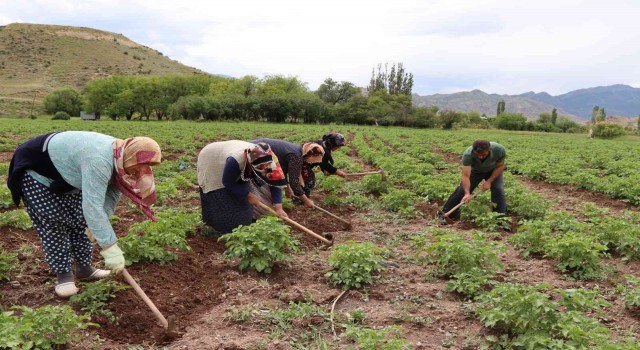 Tarlada çapalama işin eğlenceye çeviriyorlar