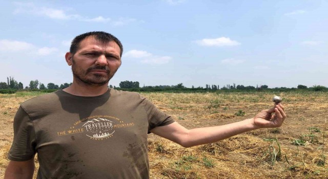 Tarladaki 10 ton sarımsağı çaldılar