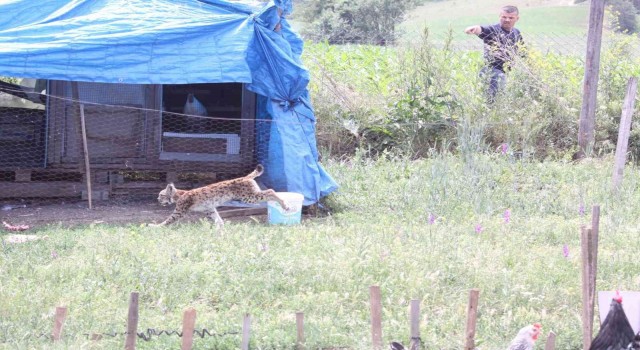 Tavuk kümesine gelen vaşak, balıkçı ağıyla yakalandı