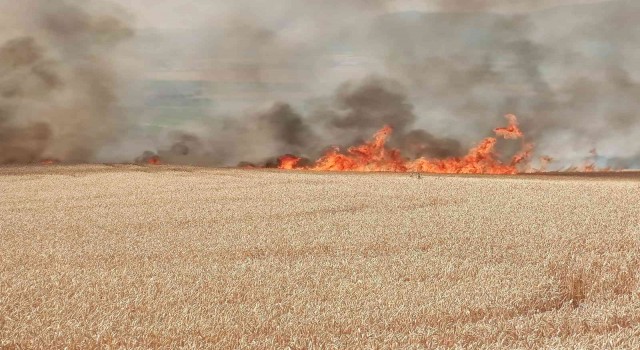 Tekirdağda 300 dönüm buğday tarlası alev alev yandı