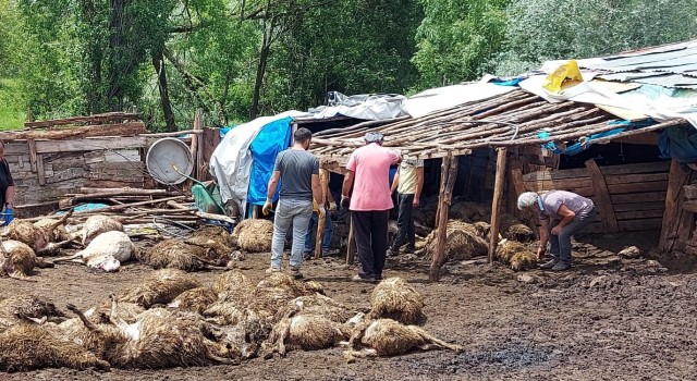 Tokatta ağıla giren kurt 100e yakın koyunu telef etti