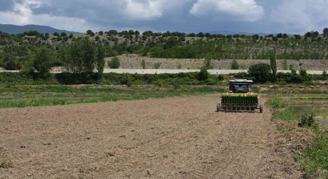 Tosya pirinci damlama sulama yöntemi ile yetişecek