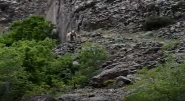 Tuncelide 2 bozayı görüntülendi