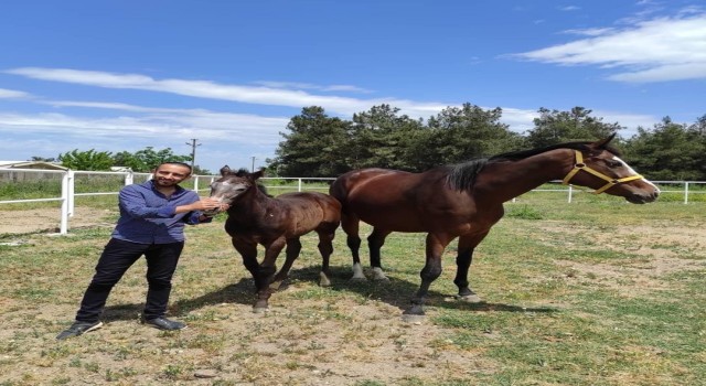 Türk atçılığı bilimsel çalışmalar ışığında parıldıyor