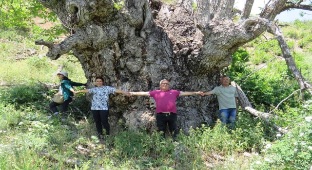 Türkiyede şu ana kadar görülmedi: Tuncelide 9 metre 22 santimetre gövde çapına sahip ceviz ağacı tespit edildi