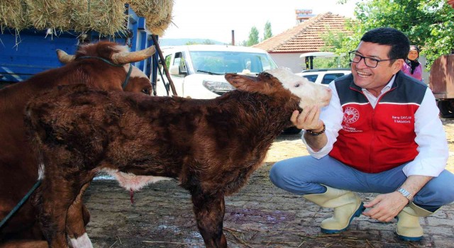 Türkiyeye örnek proje ‘Buzağım Doğdu ihbar hattı