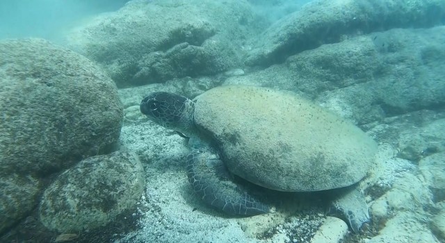 Ünlü profesörden ısıran caretta carettaler için Elle beslemeyin uyarısı