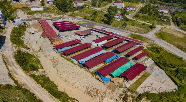 Ünyede modern hayvan pazarı hizmete açıldı