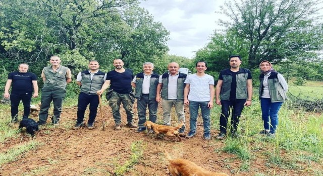 Uşak Orman İşletme Müdürlüğünde “Beyazımsı Trüf Mantarı” çalışmaları