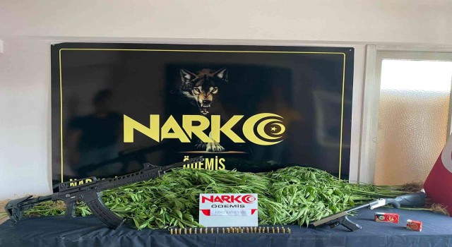 Uyuşturucu tacirinin tarlasına polis baskını